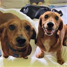 Load image into Gallery viewer, Pet Pillow