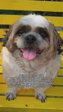 Load and play video in Gallery viewer, Pet Pillow
